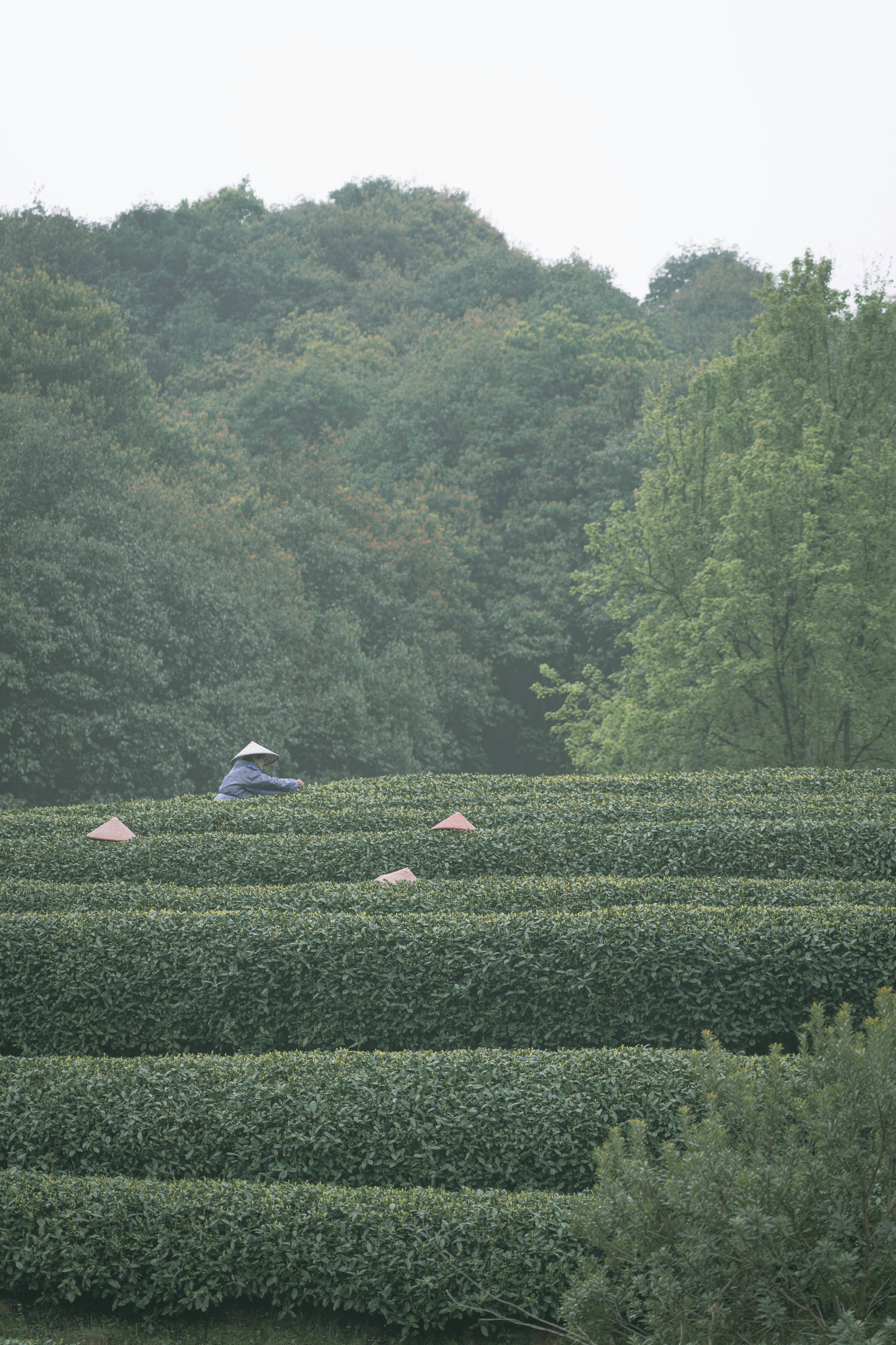 Longjing Tea Plantation Hangzhou